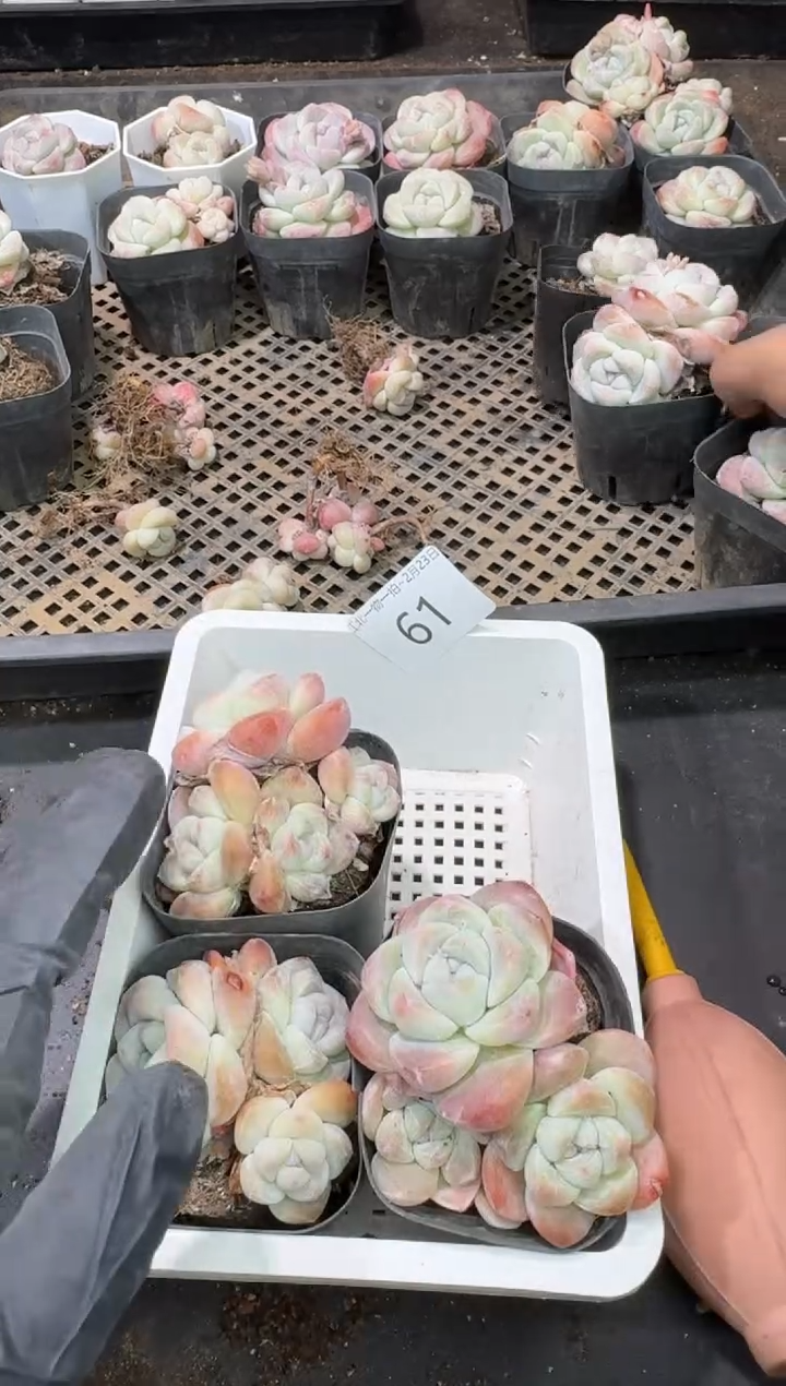 【闪购商品】61号到手1框-江北多肉