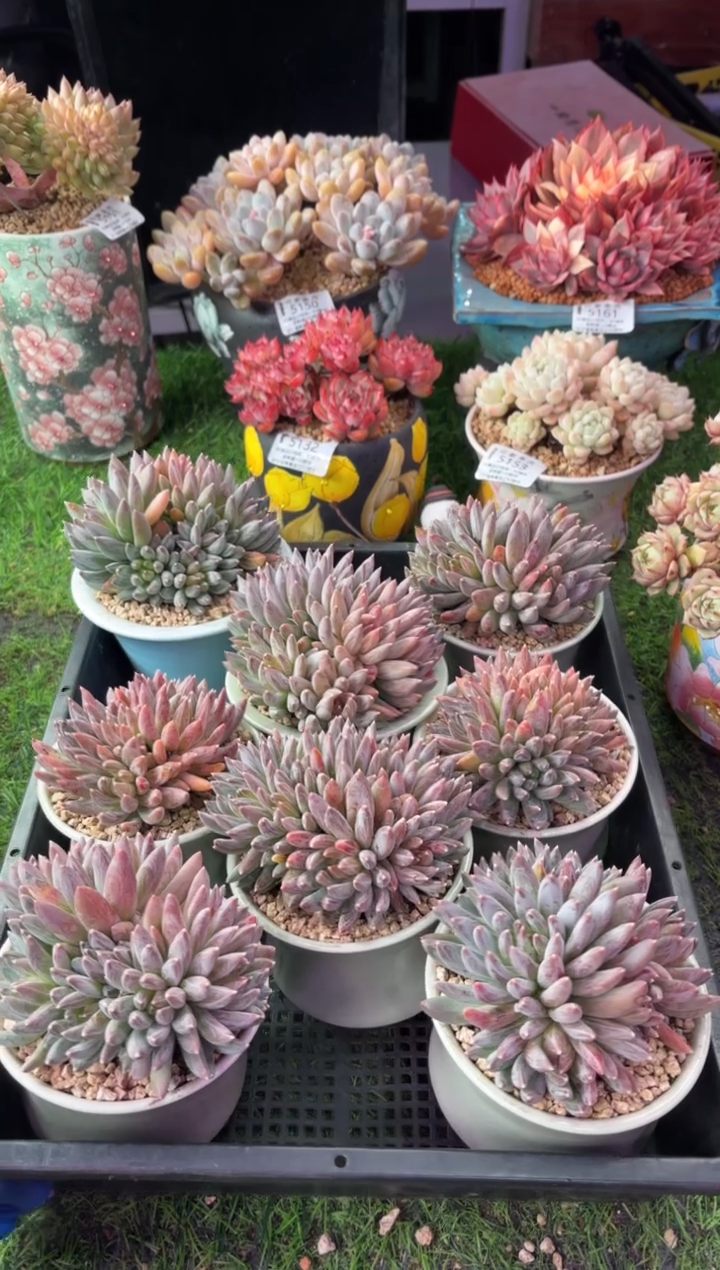 昆明印象多肉 炫彩星1颗