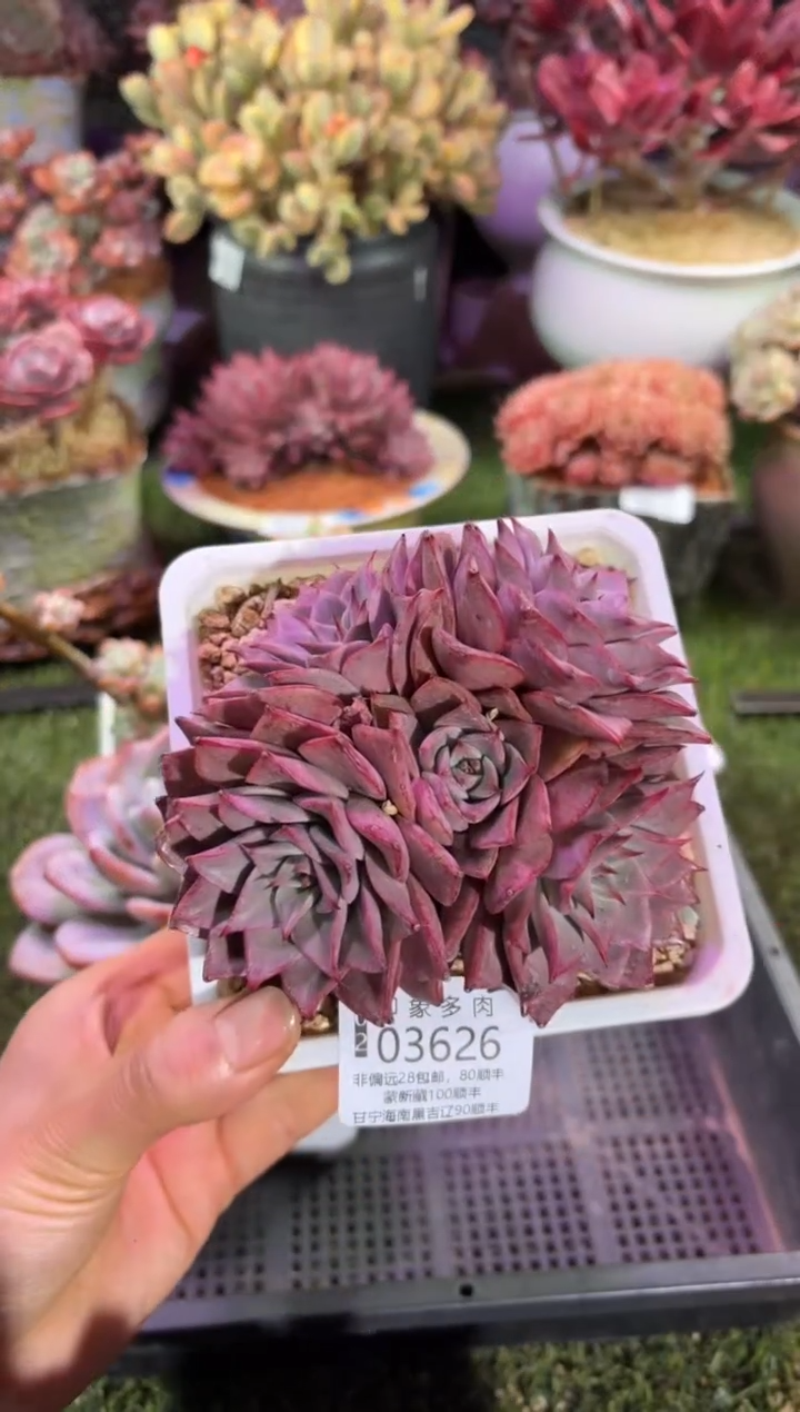 【闪购商品】03626