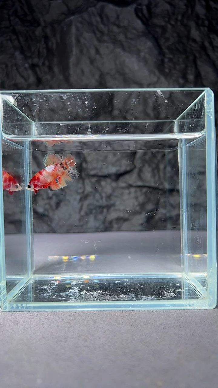 斗鱼竞拍链接A073