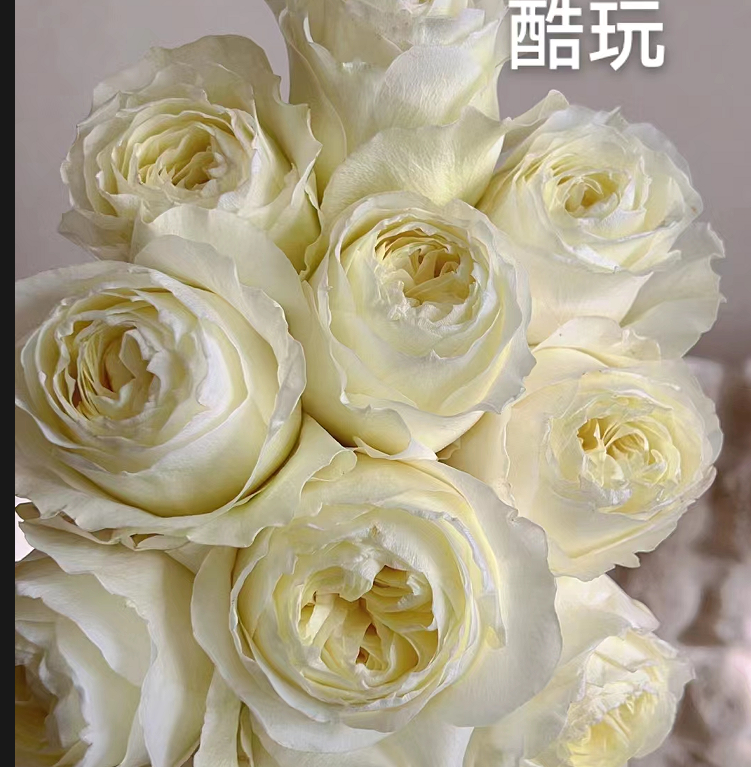 酷玩玫瑰A级御花园鲜花