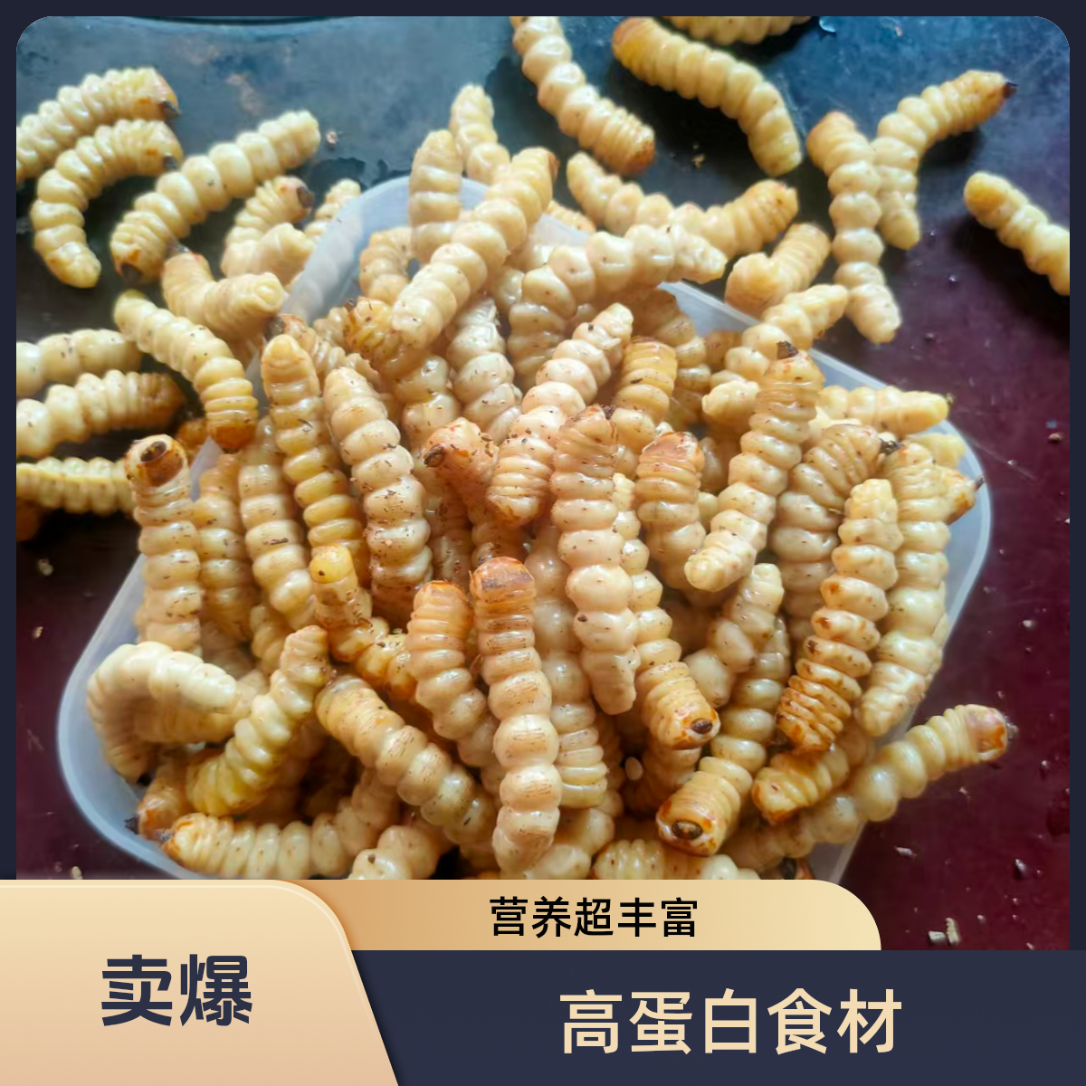 斗米虫虎刺狼虫新鲜现砍现发