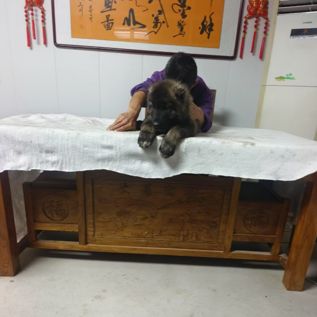 高加索狗狗一只宠物幼犬