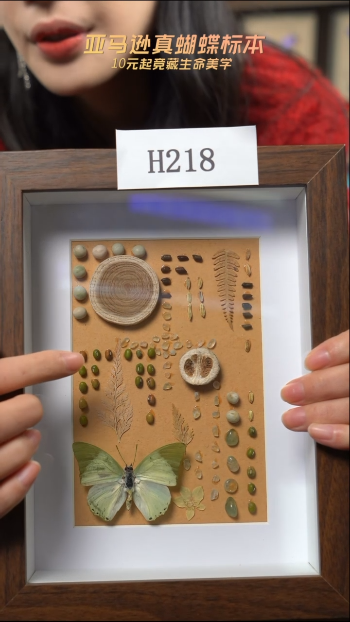 蝴蝶标本摆件竞拍h218