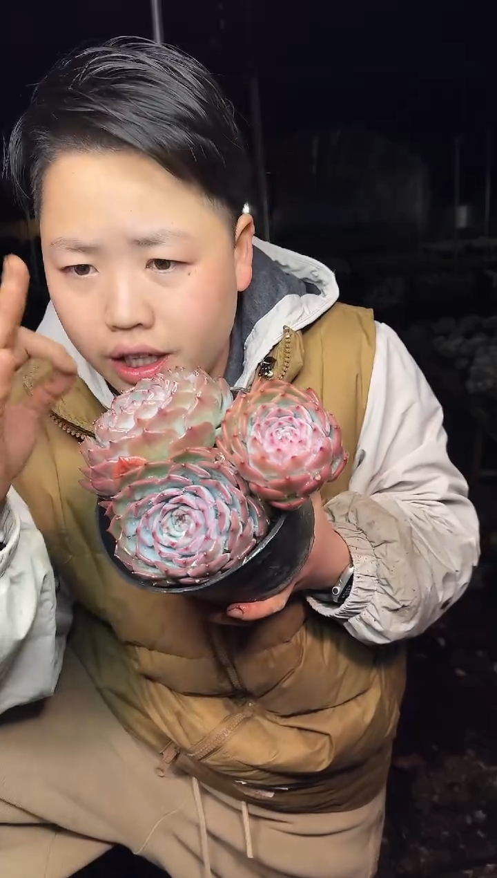 三头起皮卡丘6.88   