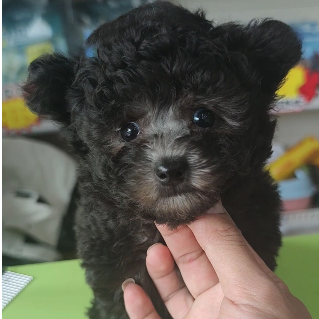 精品可爱的狗狗活体