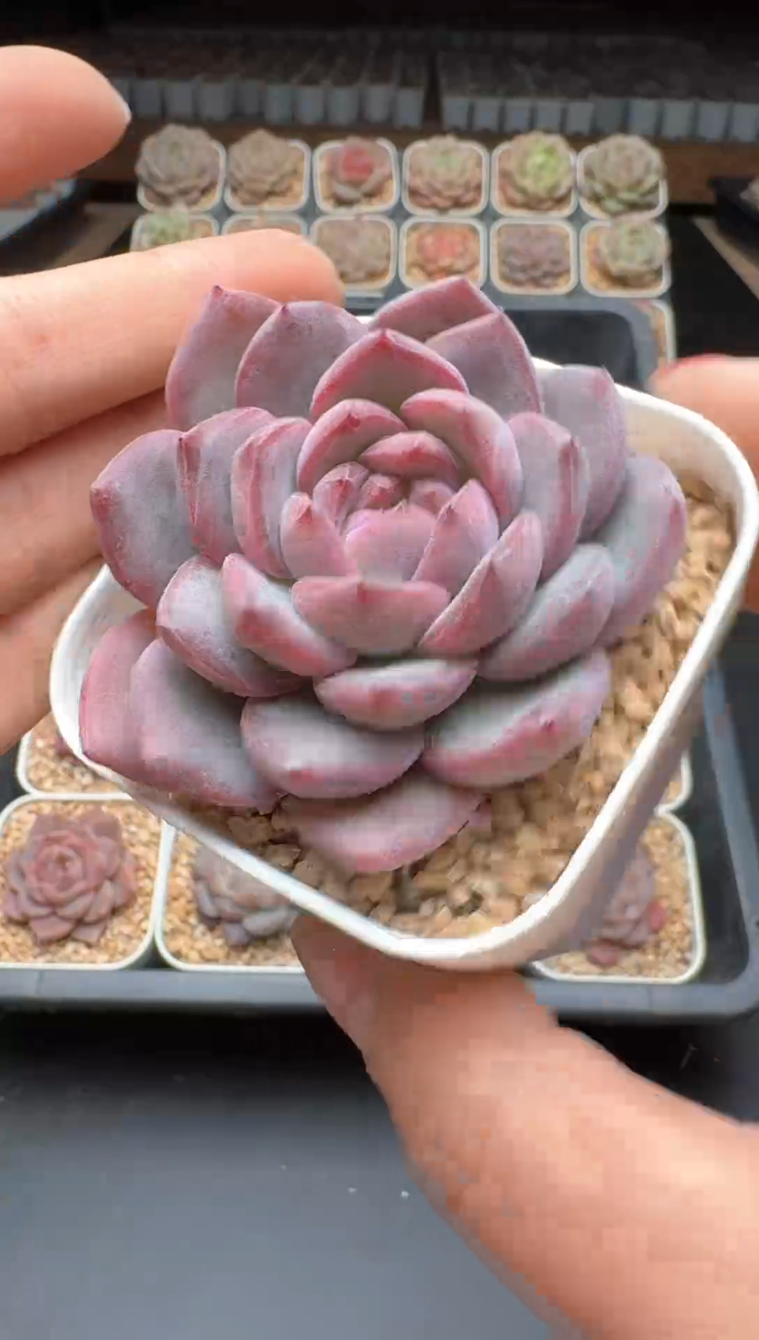 【闪购商品】170号一物一拍珍妮多肉花卉植物3颗起发