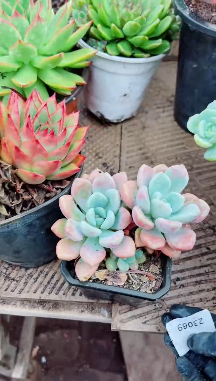 ^****^269多肉植物一物一拍