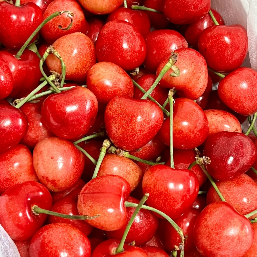 【顺丰包邮】大连露天沙蜜樱桃酸甜可口 果园直发 现摘现发孕妇水果
