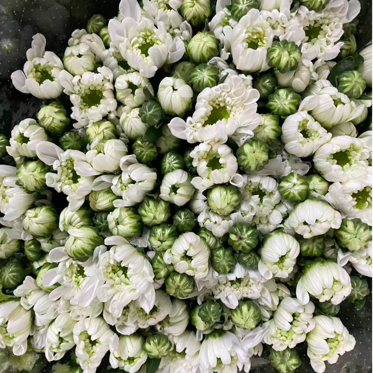 （瑞白小雏菊）东北辽宁凌源基地直发顺丰包邮
