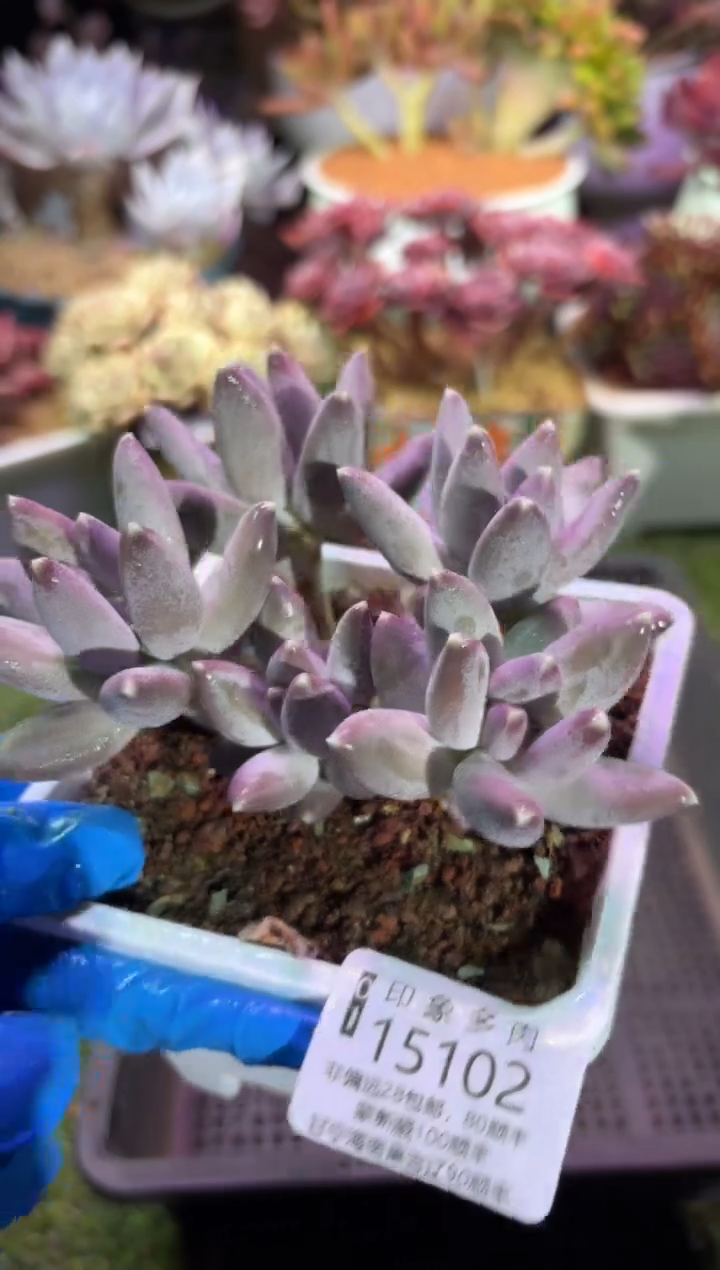 【闪购商品】15102