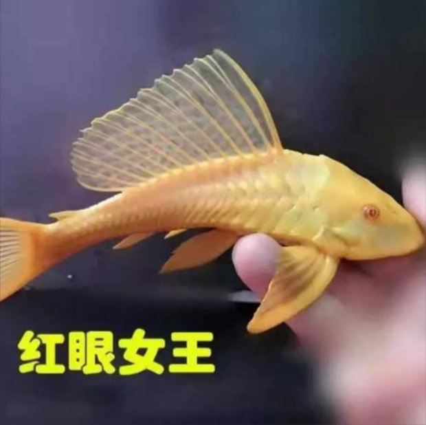 5-6厘米红眼女王大帆一条（不包损）