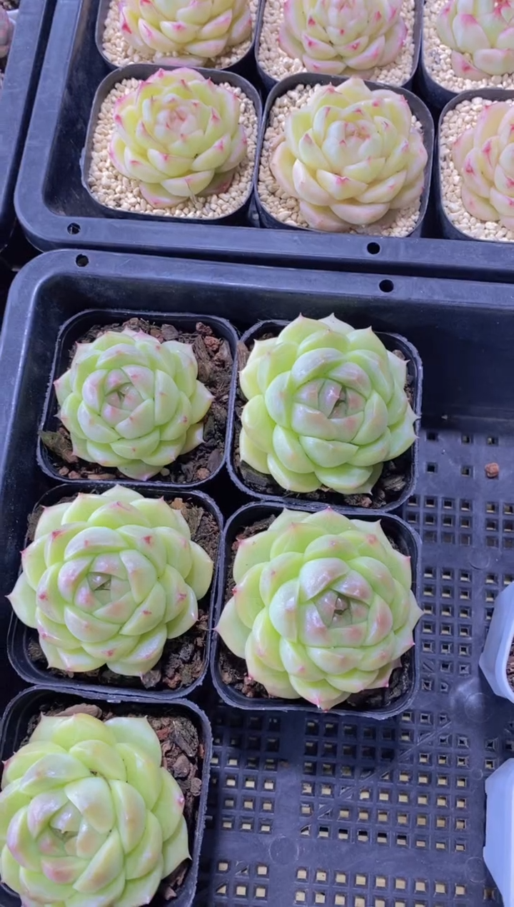  85-M秋焰麦秆（量拍）