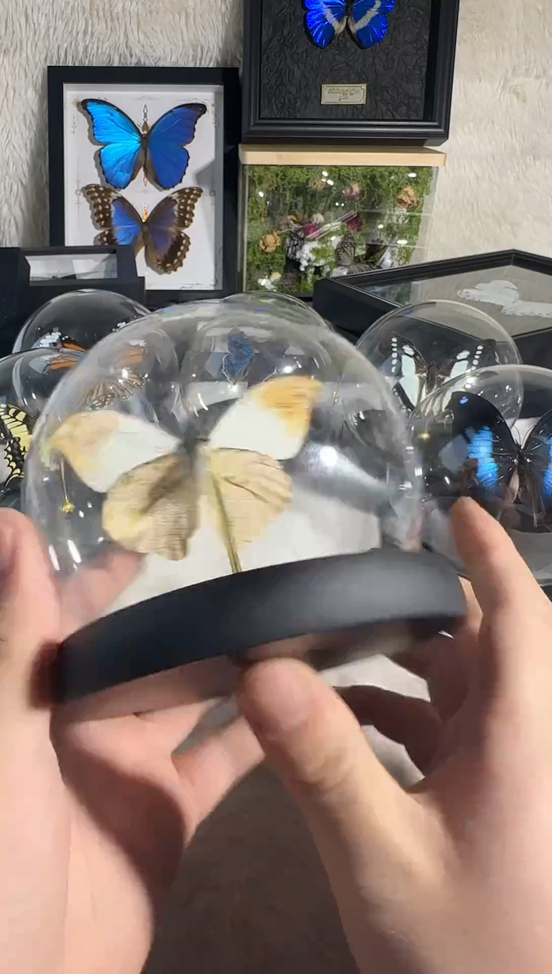 有机玻璃玻璃球鹤顶粉蝶真实蝴蝶
