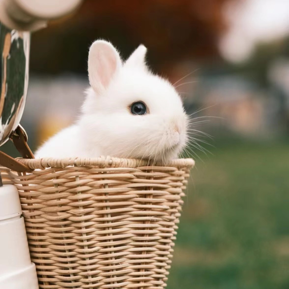 长不大迷你侏儒垂耳猫猫兔小兔活体幼崽适合家养宠物