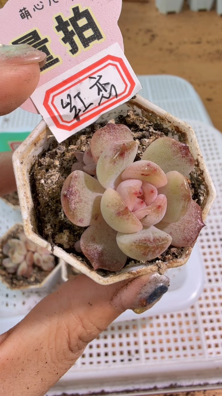 红恋 八角杯1盆 单双混 量拍混发