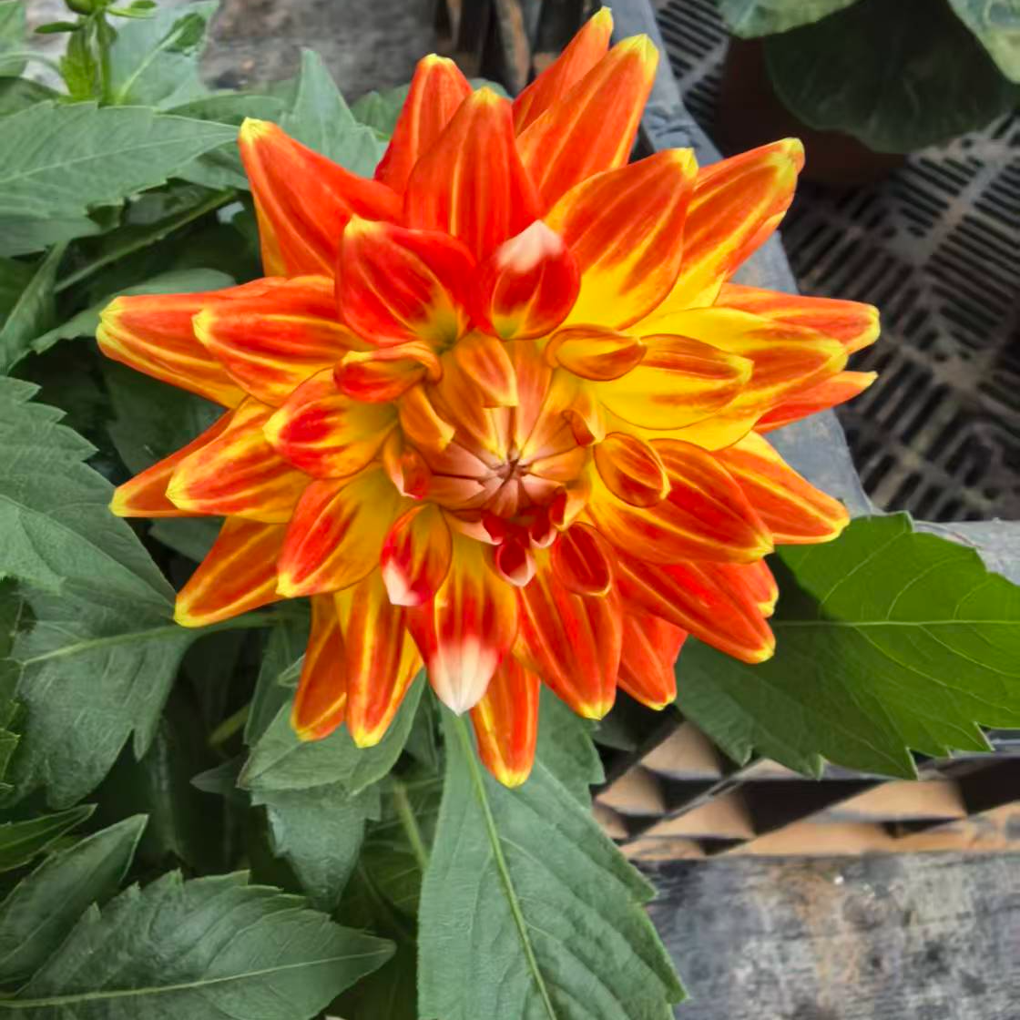 【红伟】（日照金山）小丽花客厅阳台卧室盆栽