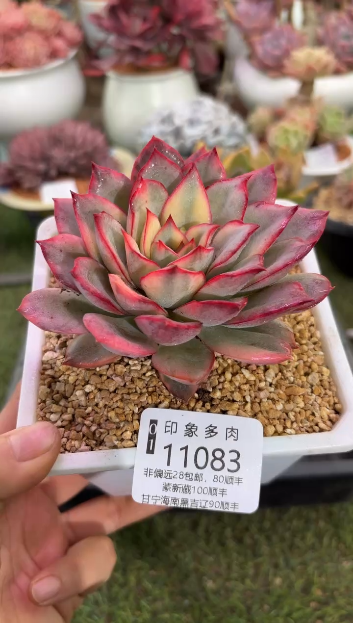 【闪购商品】11083