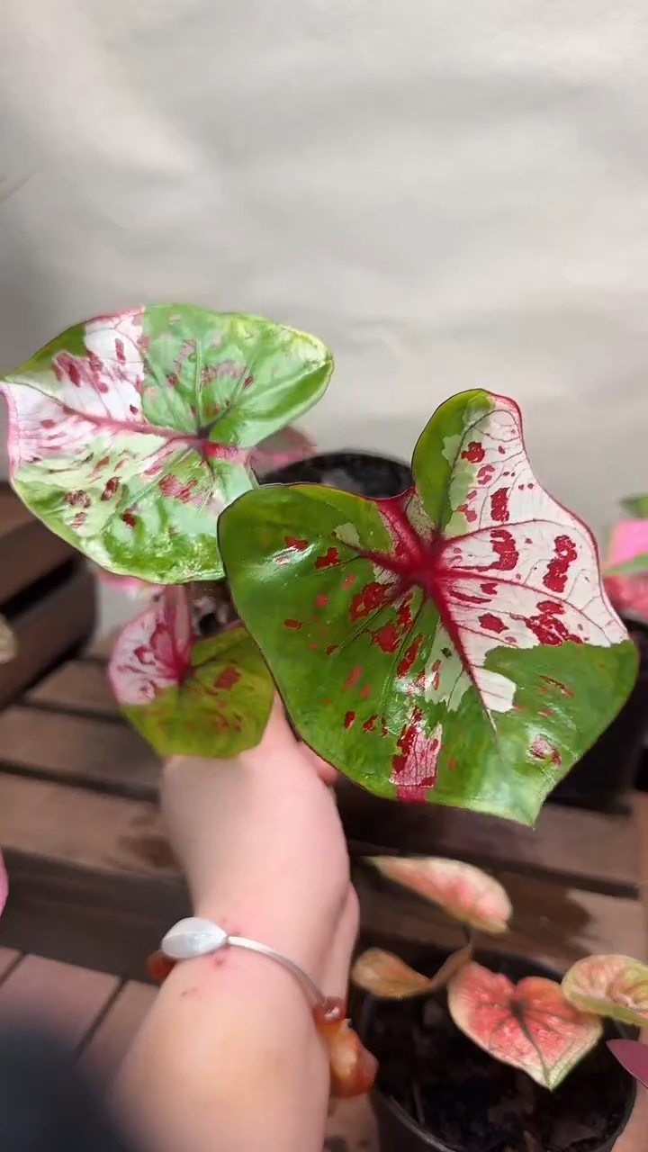 不开花植物t037一物一拍