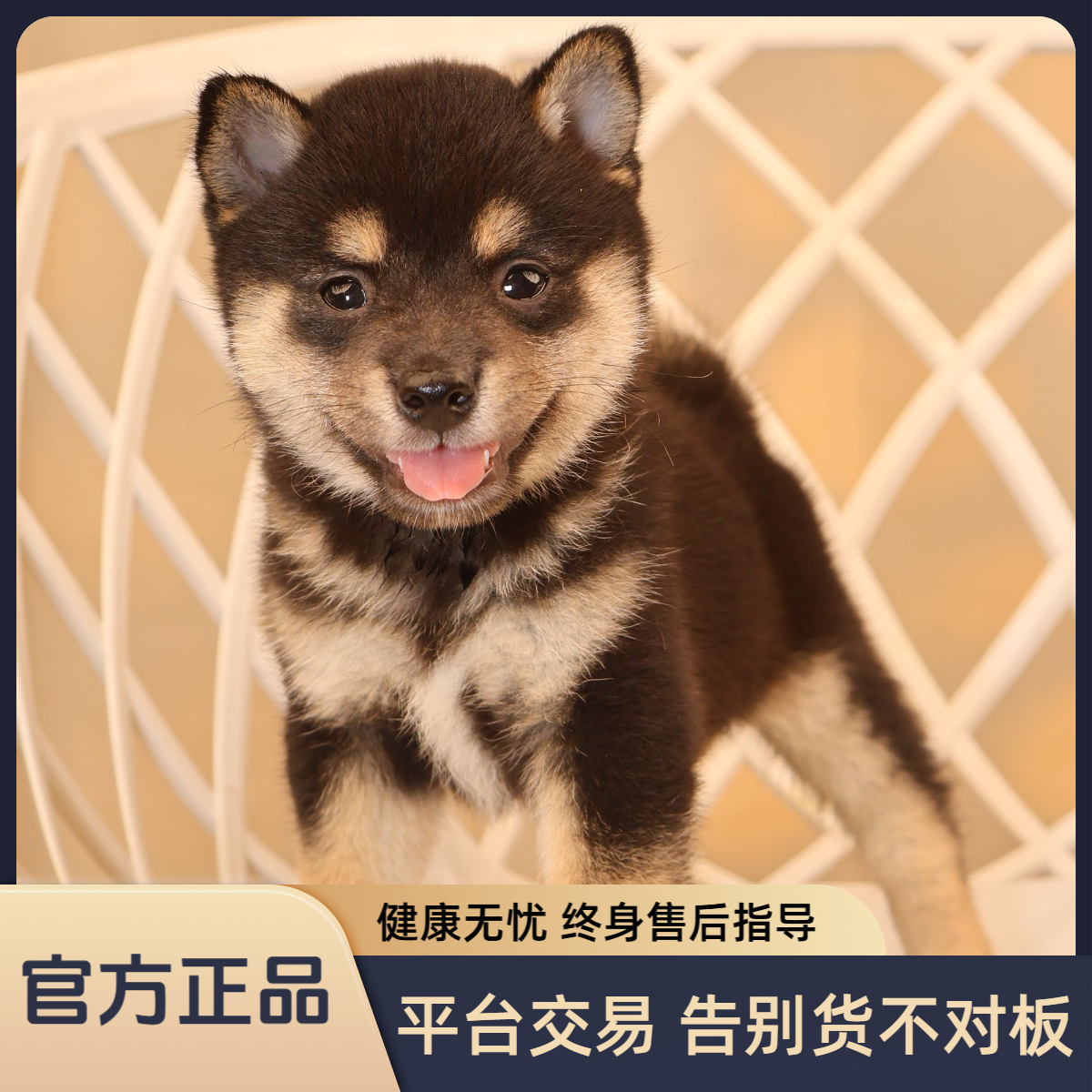 纯种黑柴犬弟弟A1