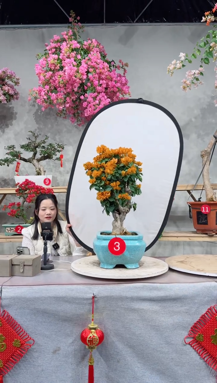 【闪购商品】盆景加州黄金