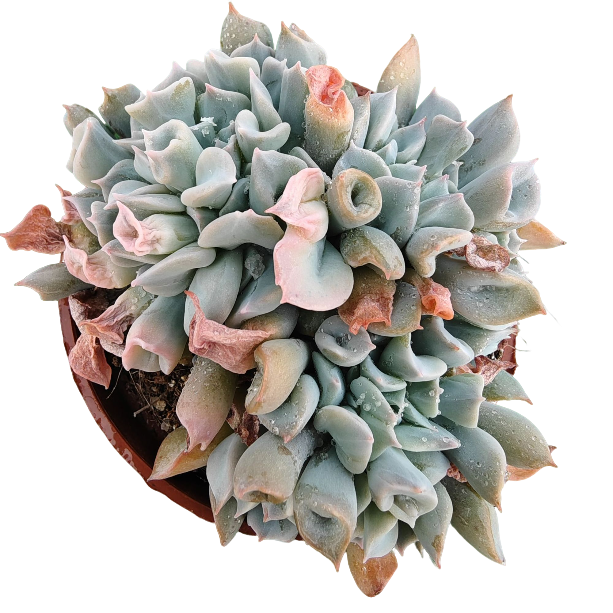 猪鼻子精品多肉裸根上盆