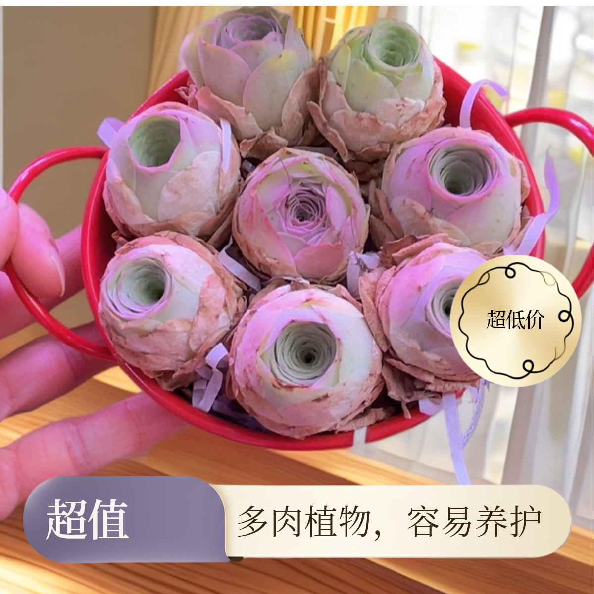 水蜜桃山地玫瑰多肉盆栽室内阳台办公室好养只含7个1 - 3公分的花