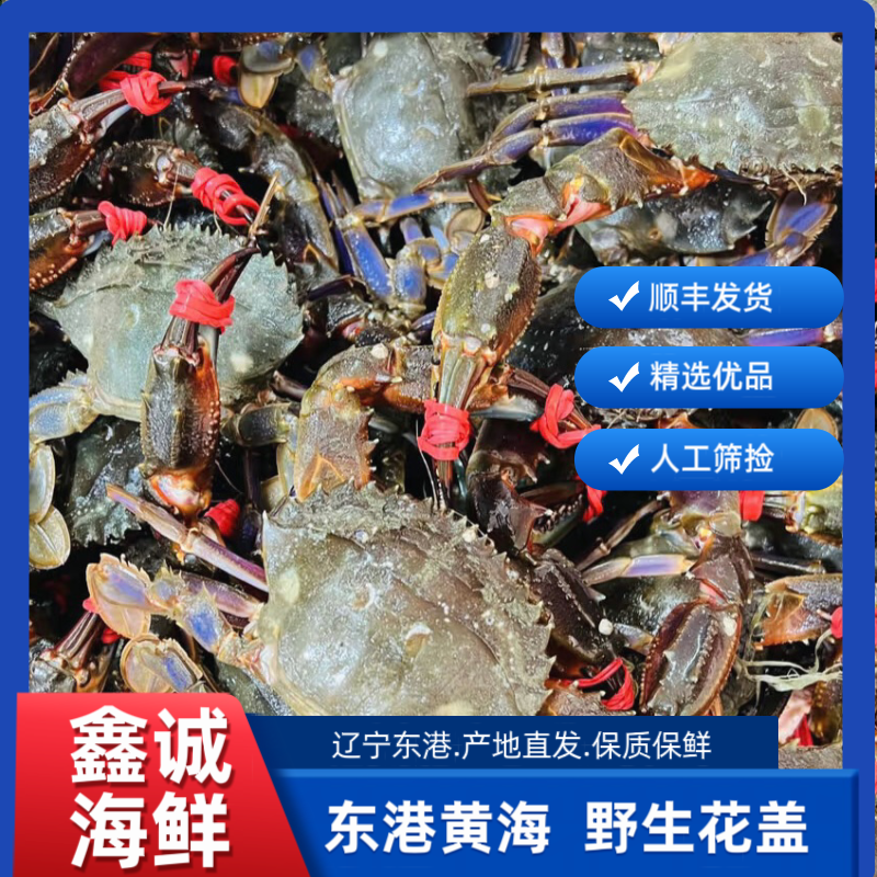 1丹东东港野生海鲜冷水花盖  大号【保鲜不保活】公母混【当日捕捞】