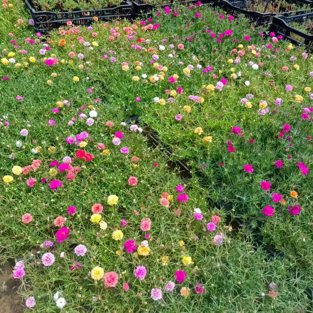 带根带土带花盆带花苞，重瓣太阳花苗多色品种宿根多年生泰国