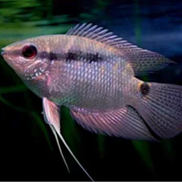 画梅鲷南美观赏鱼2条(凑3单发货)