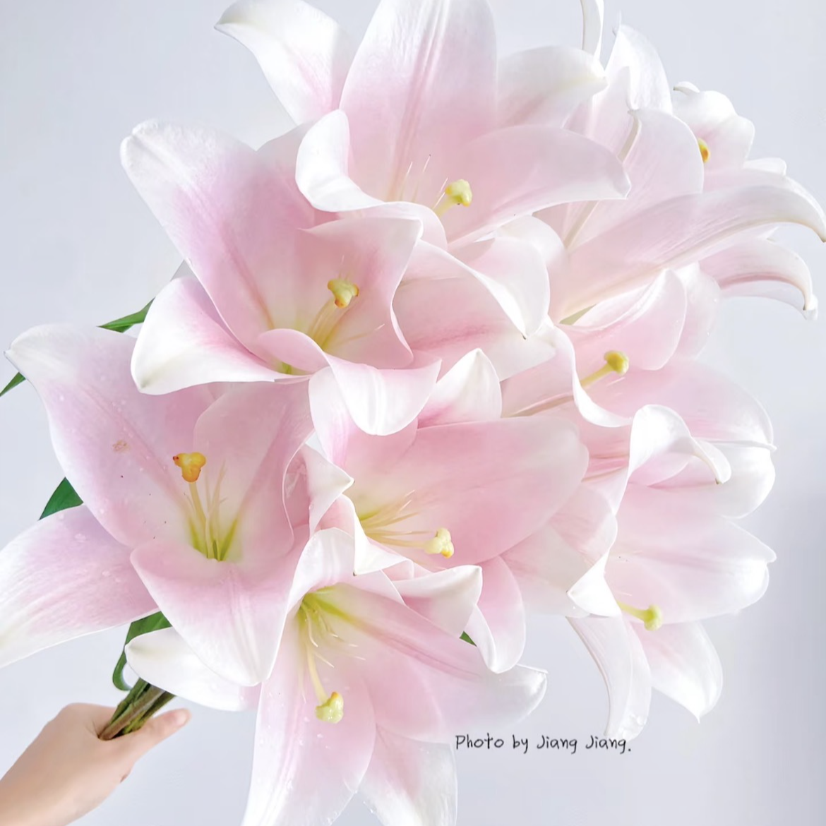 （香水百合）粉铁炮云南基地直发生活鲜花
