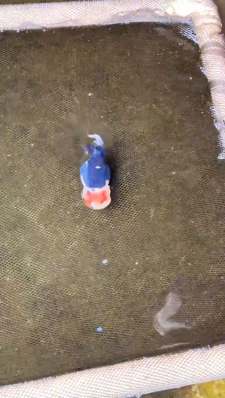 金鱼昵***置水娃娃观赏鱼兰寿金鱼 不包邮