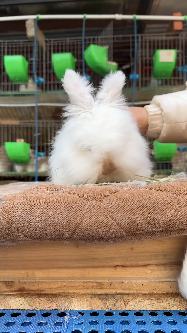 安哥拉安哥拉兔兔