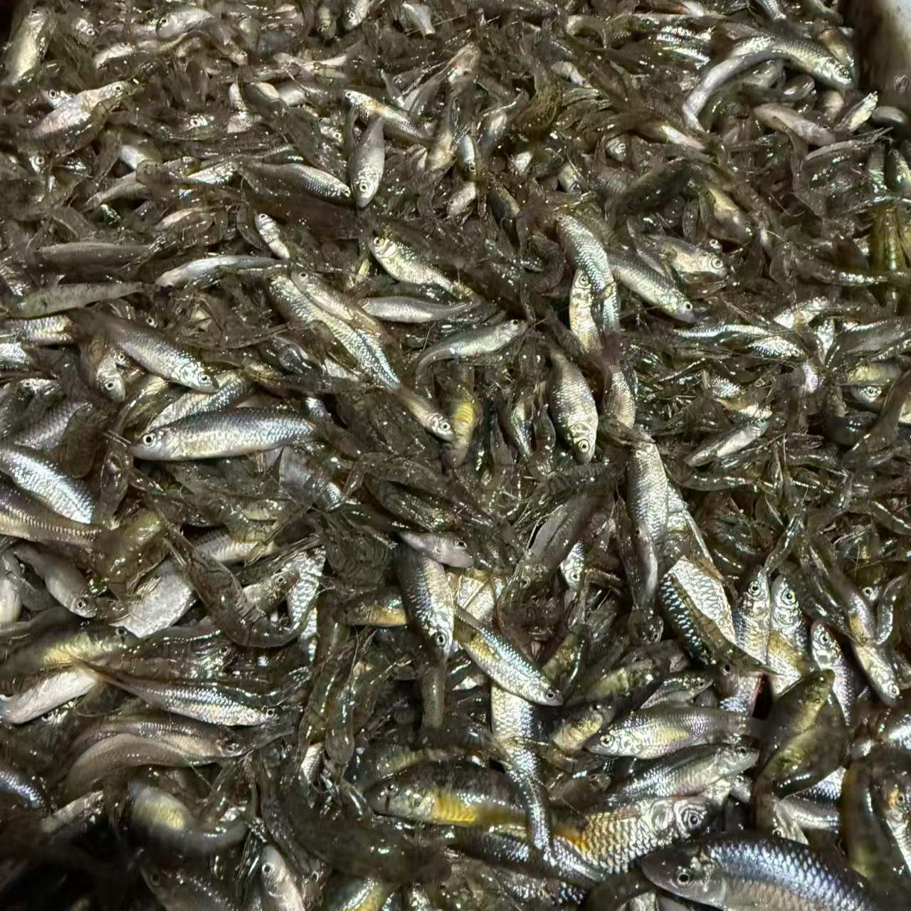 东北冷水虾米和杂鱼3/1虾 3/2鱼