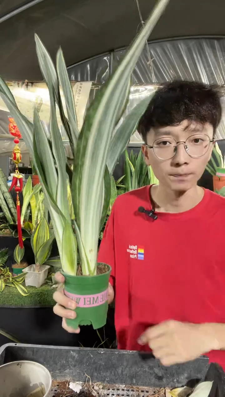 带盆土雪纹蓝龙24.8根系一般