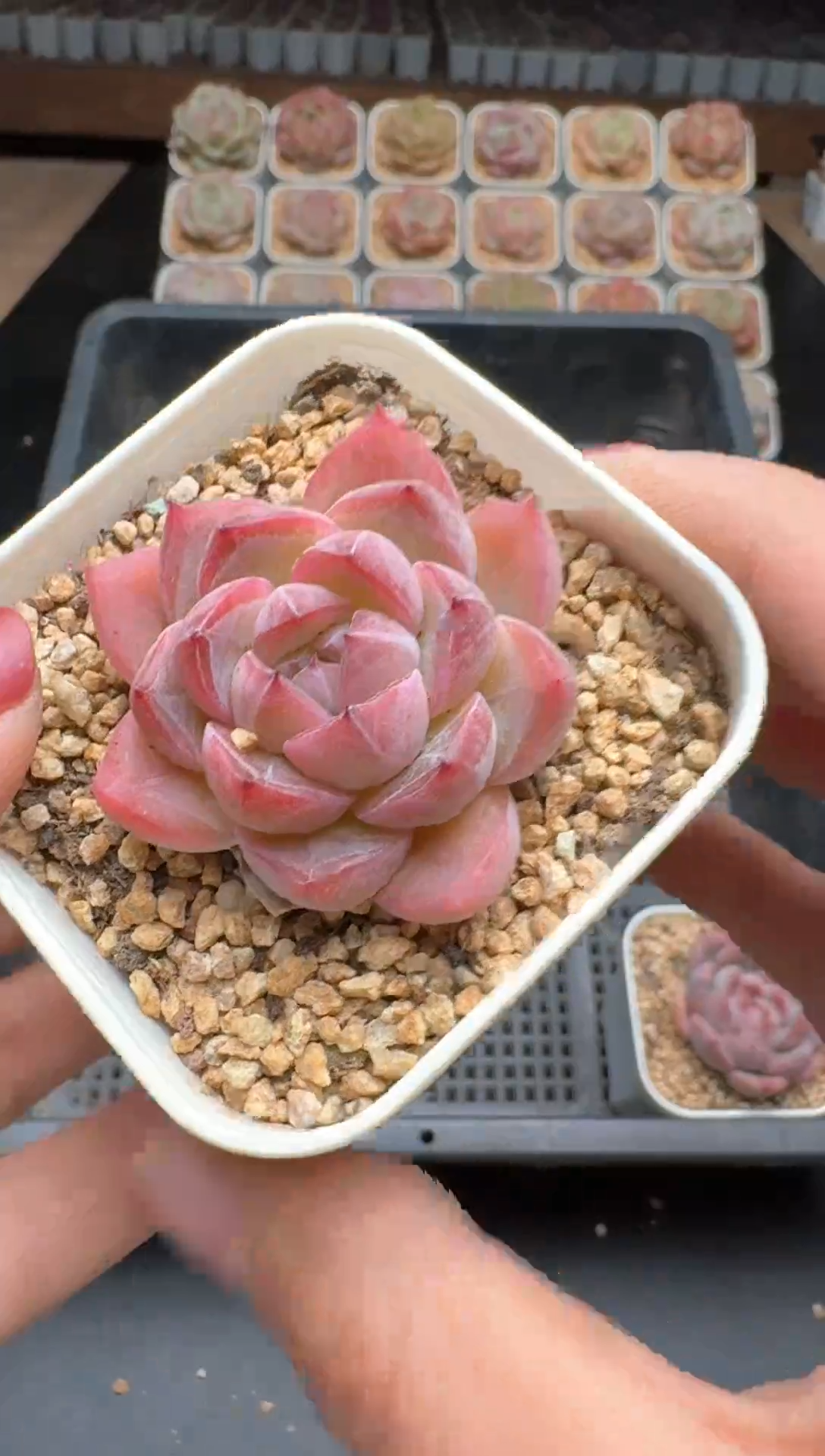 【闪购商品】649E号一物一拍多肉花卉植物3颗起发