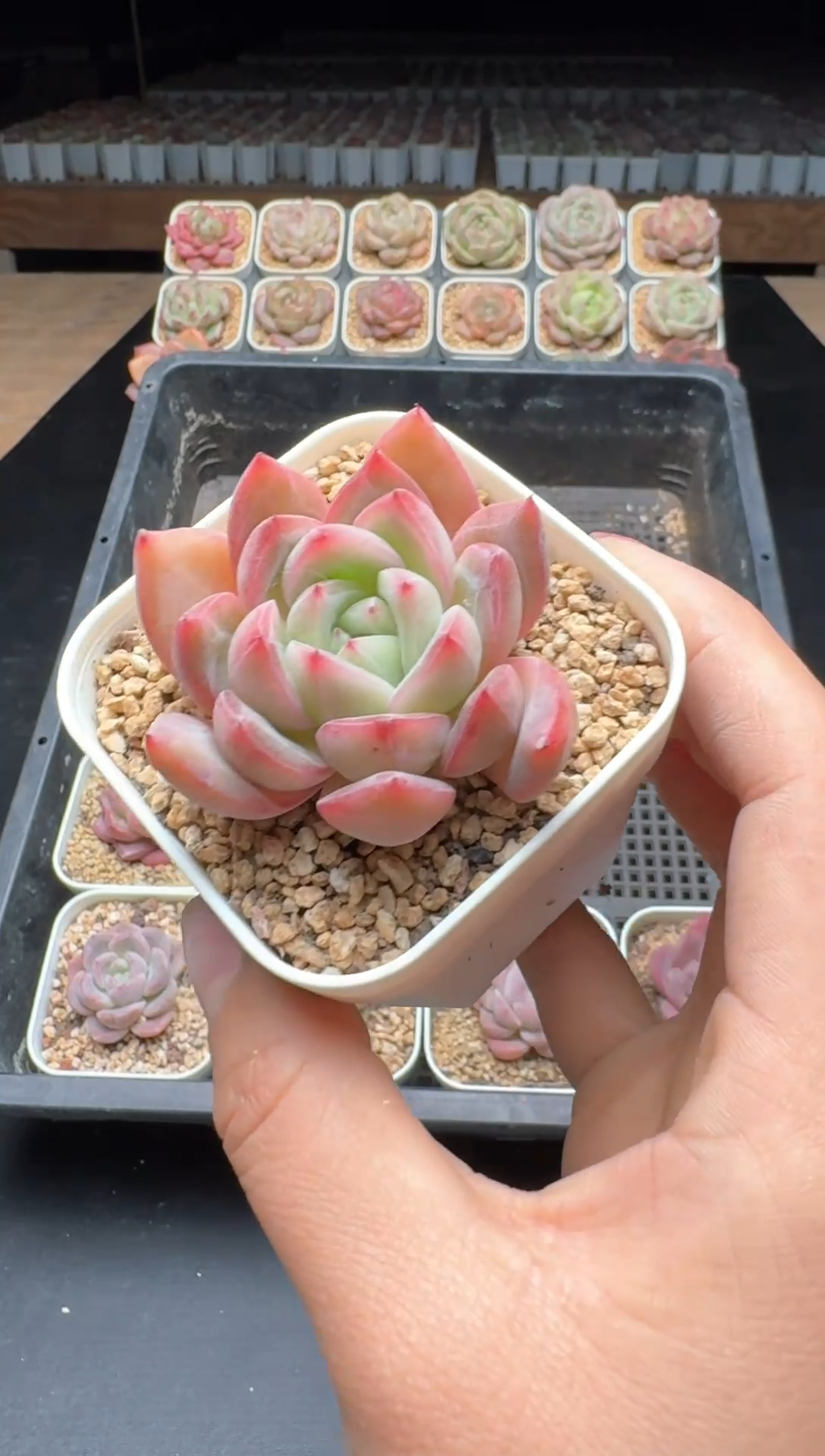 【闪购商品】725号一物一拍珍妮多肉花卉植物3颗起发