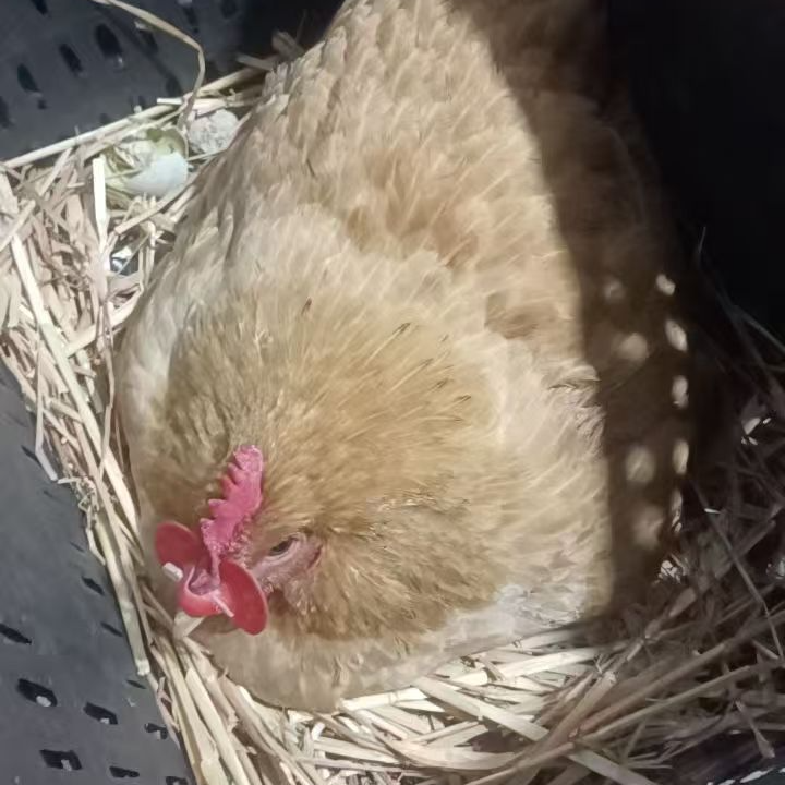 框子【装二十只小】送五只