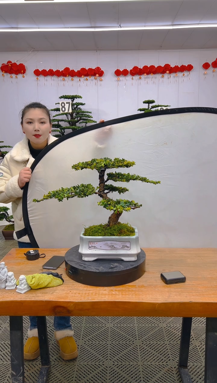 【闪购商品】盆景1