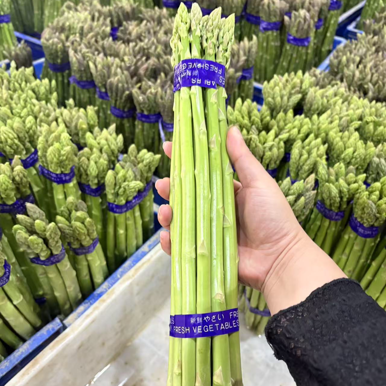 江苏启东合作镇原产地芦笋 两斤 30公分