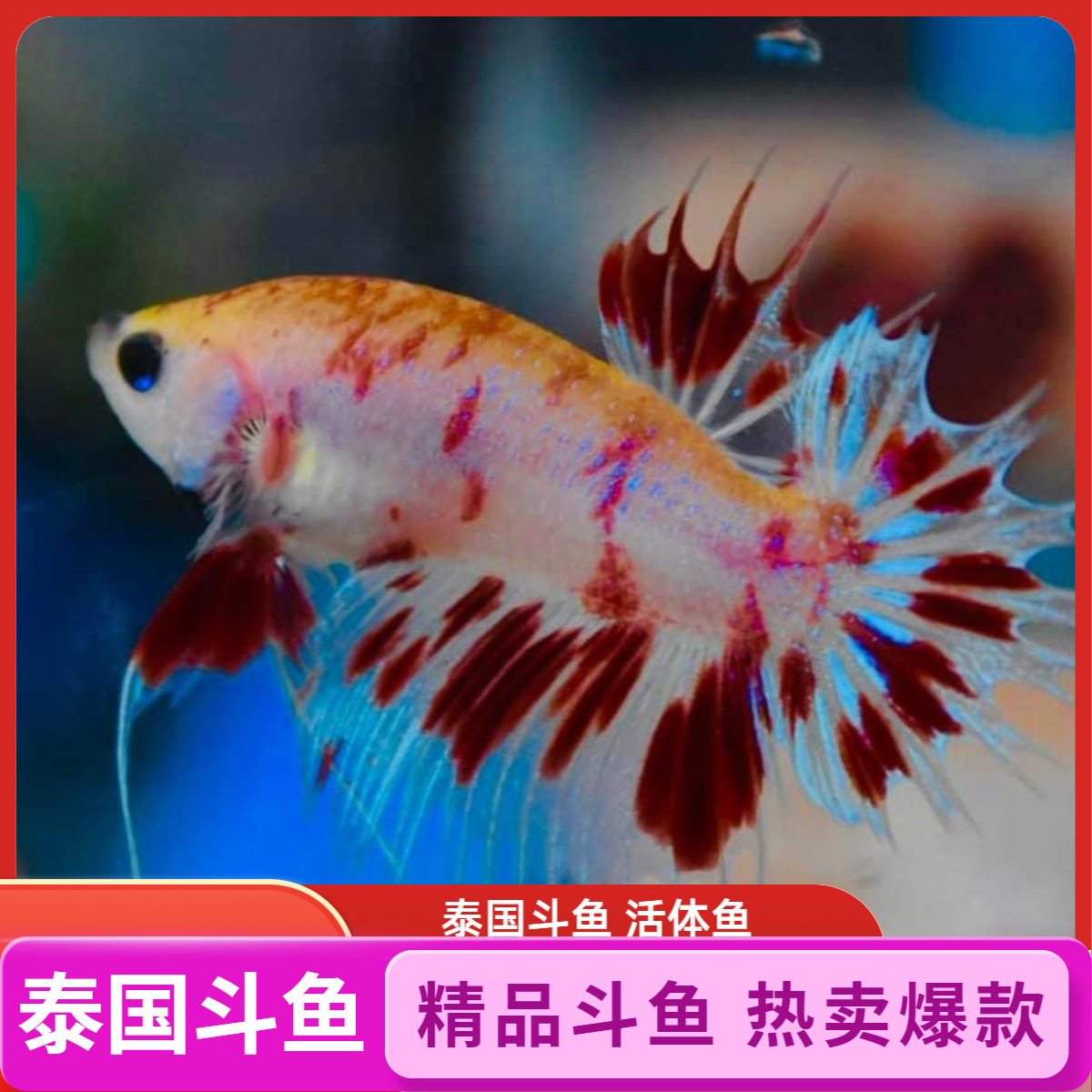 801-844号精品泰国斗鱼 泰斗观赏鱼 小型热带鱼活体斗鱼包邮发货 