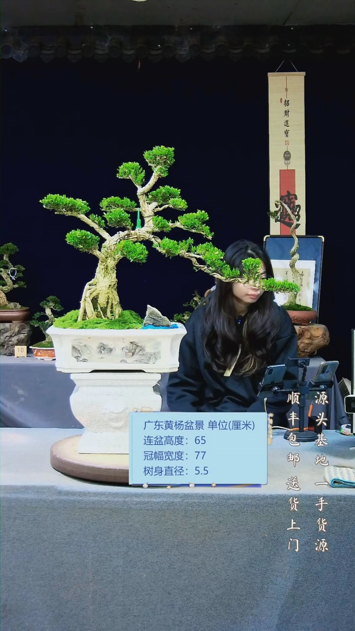 【闪购商品】雀舌黄杨盆景雀舌黄杨盆景