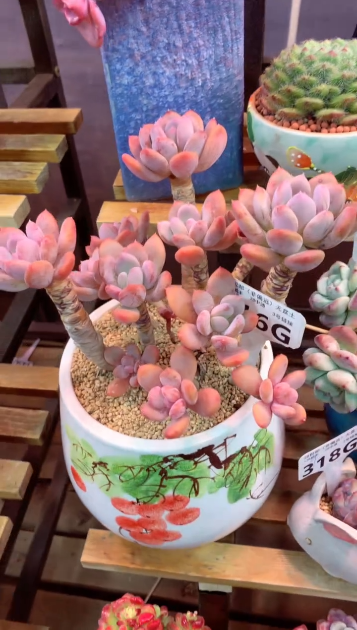 316G（一物一拍，精品多肉，w所见即所得 ）