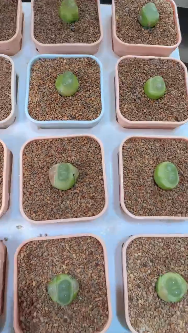 113多肉植物肉锥拉登一颗