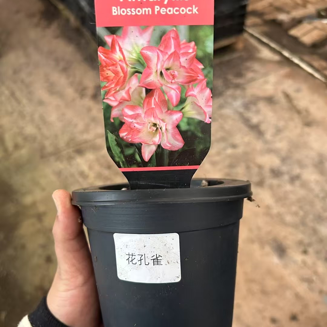 盆栽朱顶红花孔雀重瓣花