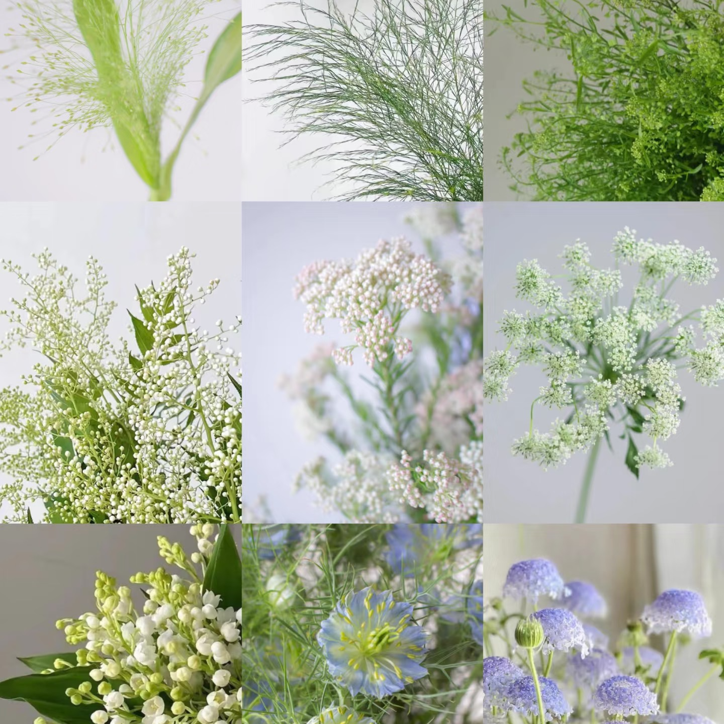 【一单不售后|草花】新手友好 鲜花自由  基地源头直发 鲜切花
