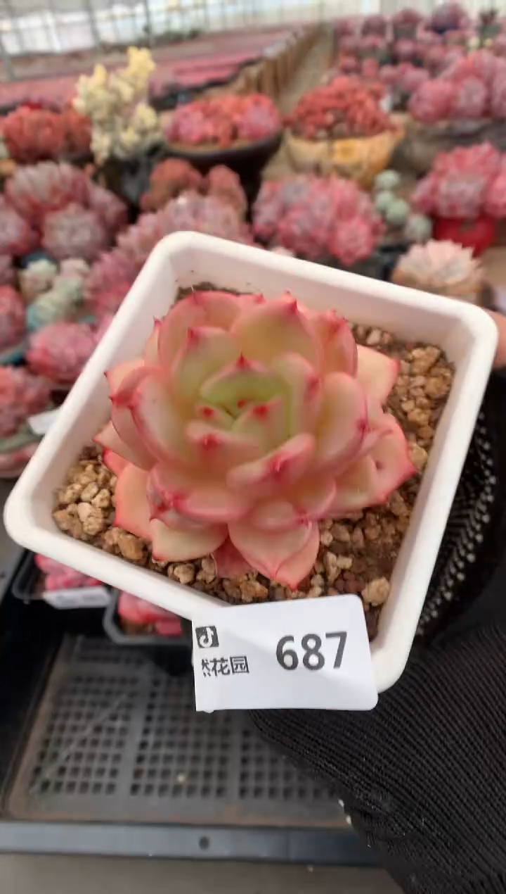 687梦露香奈儿一物一拍多肉植物