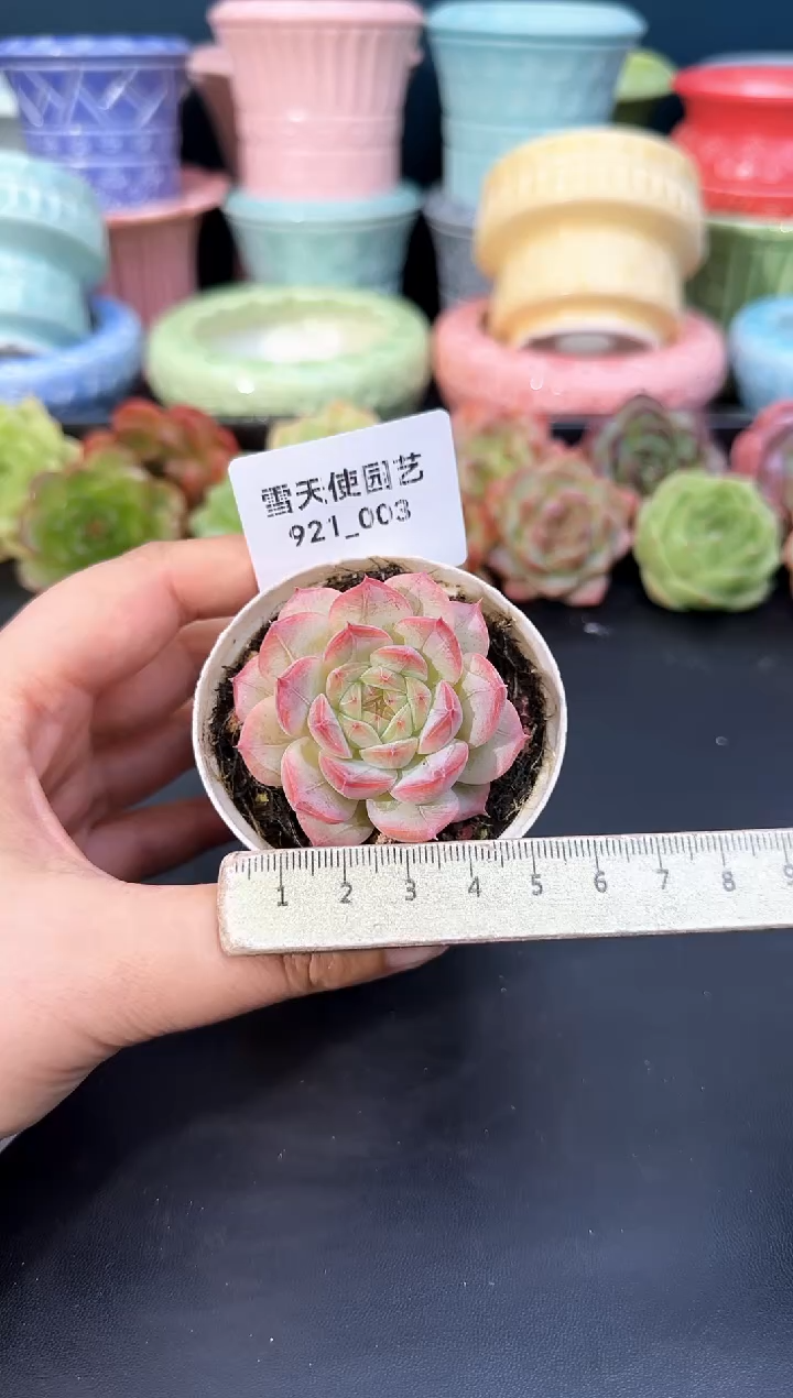 921-003青山（冠幅5CM）