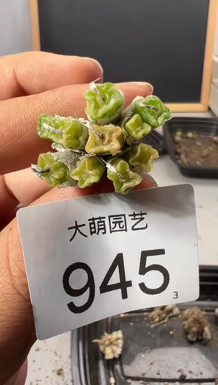 【闪购商品】++++945