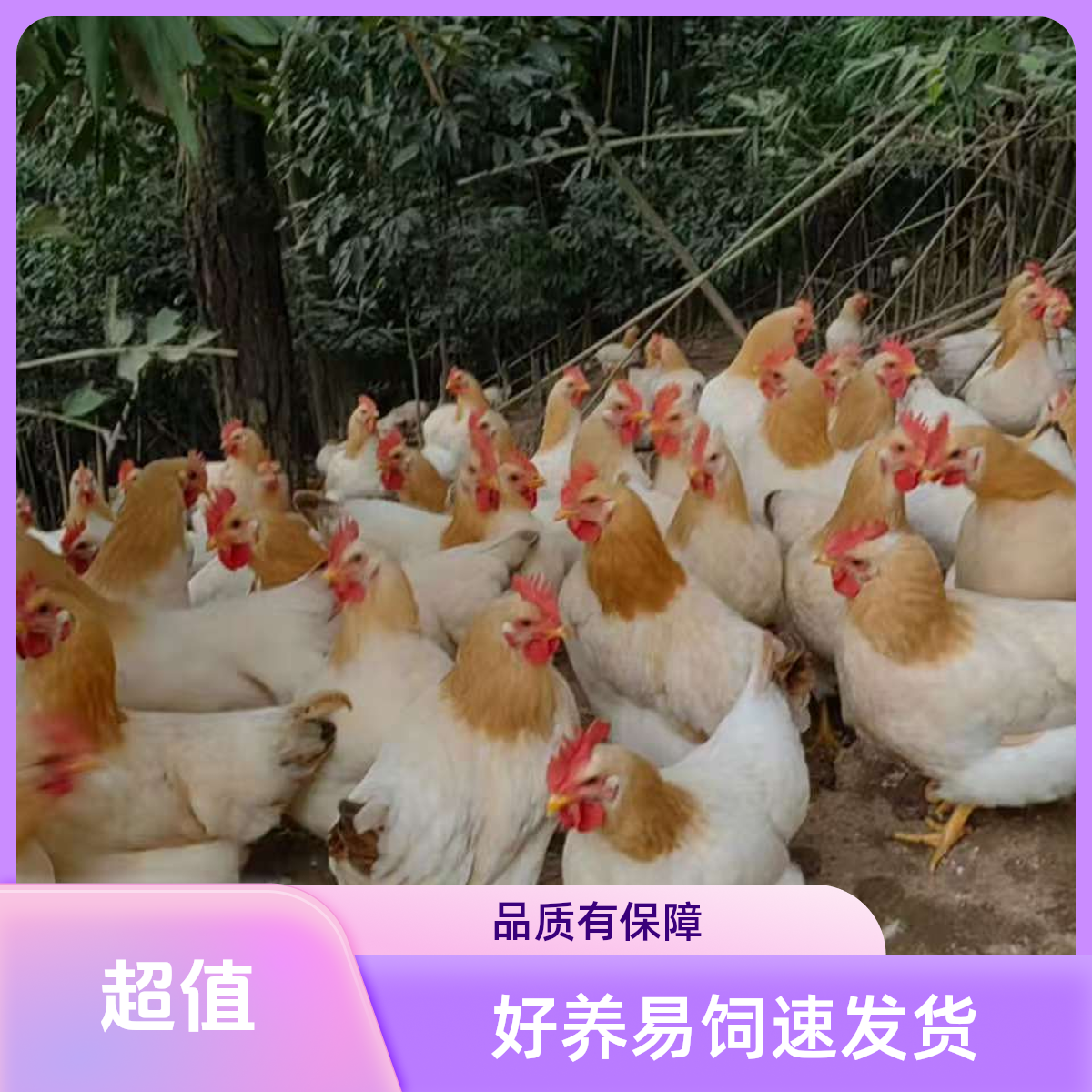 宠物鸡古典名鸡已打疫苗好喂养